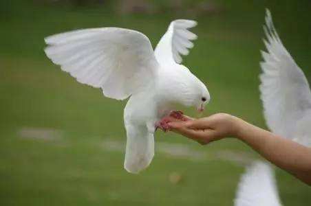 1601801053591889.jpg timg (14).jpg